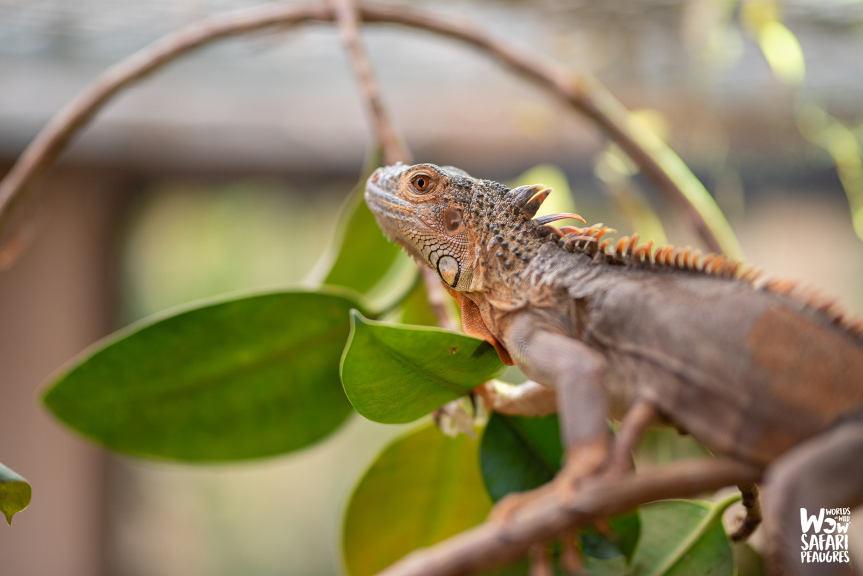 Iguane vert au Wow Safari Peaugres