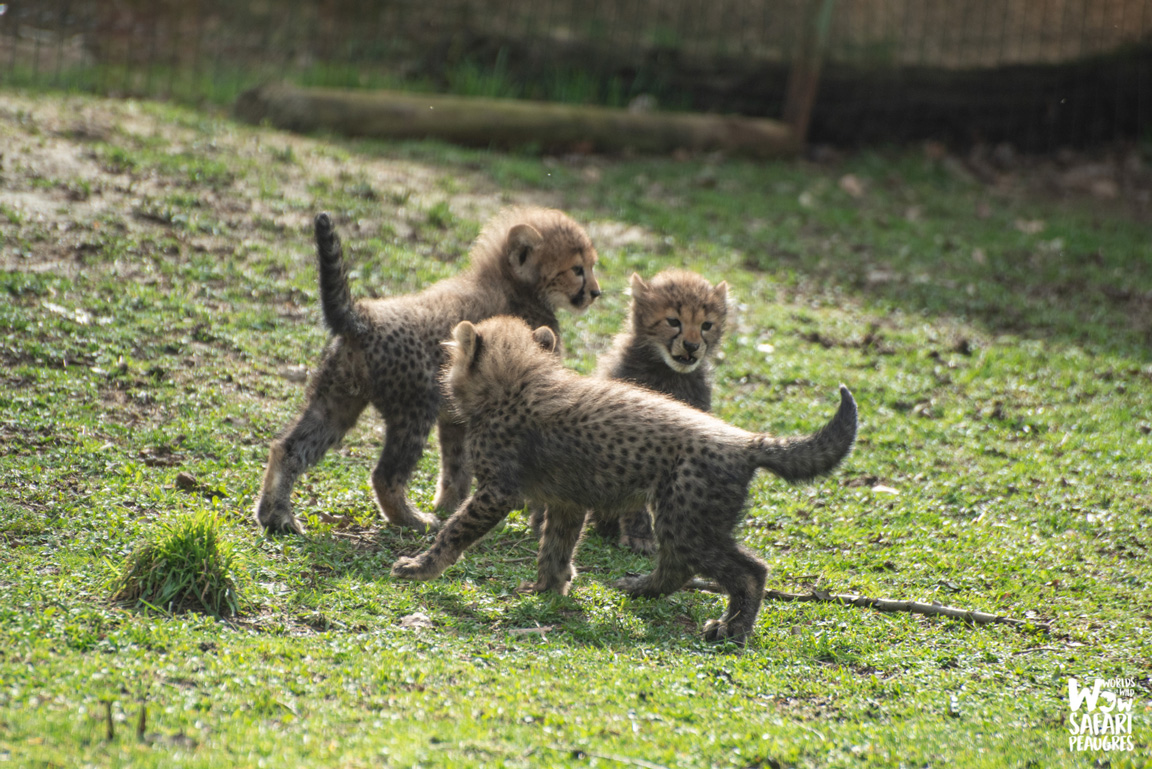 Naissances de 3 bébés guépards au Wow Safari Peaugres