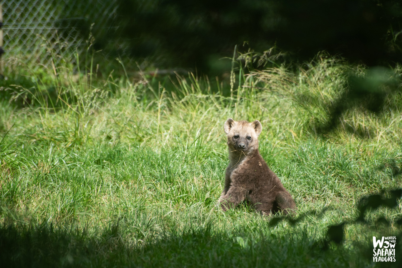 Naissances de deux bébé hyènes au Wow Safari Peaugres