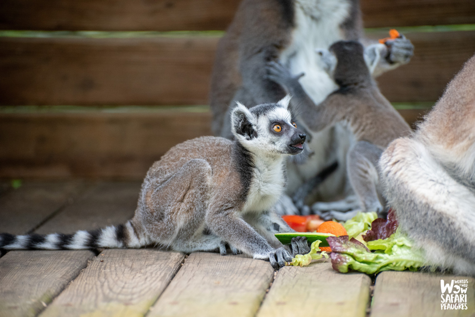 Naissance de deux bébés makis catta au Wow Safari Peaugres