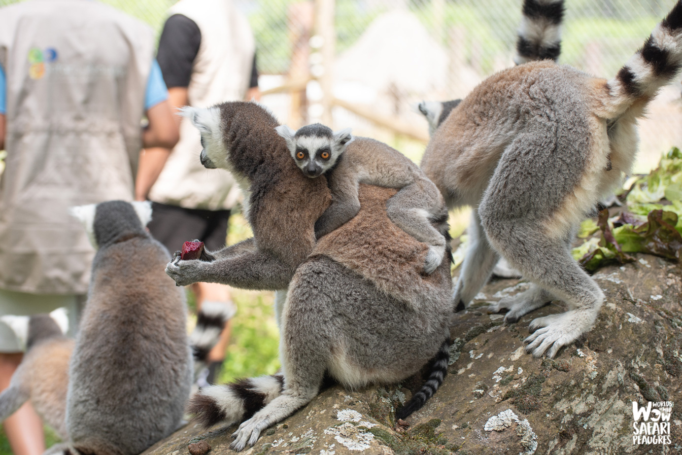 Naissance de deux bébés makis catta au Wow Safari Peaugres