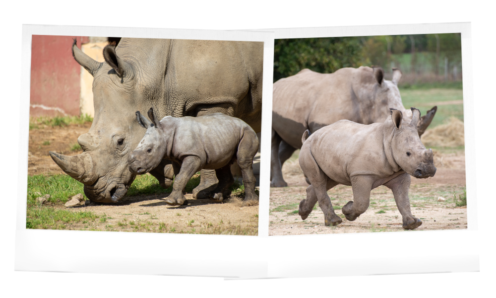 Rétrospectives 2024 Safari Peaugres - rhinocéros