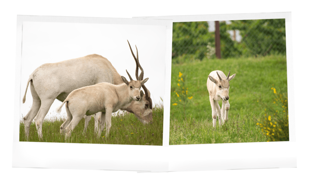 Rétrospectives 2024 Safari Peaugres - addax