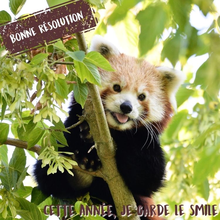 Les bonnes résolutions 2025 - panda roux