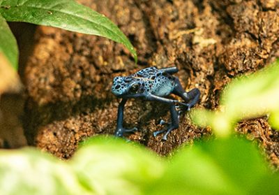 événements : Week-end des amphibiens