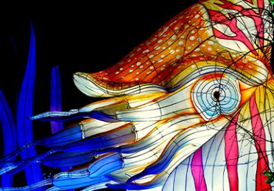 événements : Festival des Lumières Sauvages