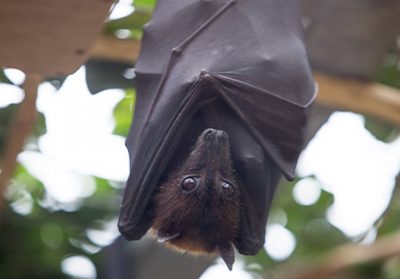 événements : WE des chauves-souris