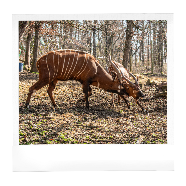 Parade amoureuse des bongos